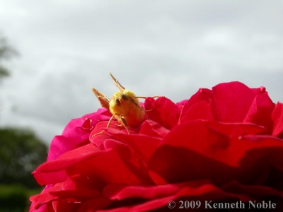 canary-shouldered thorn (Ennomos alniaria) Kenneth Noble